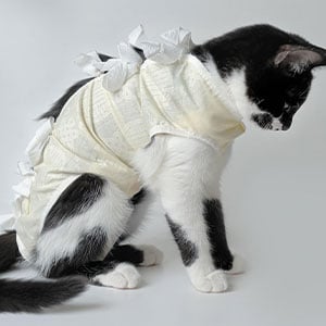 beckenbruch-katze_300x300_2025_04 beckenbruch-katze_300x300_2025_04