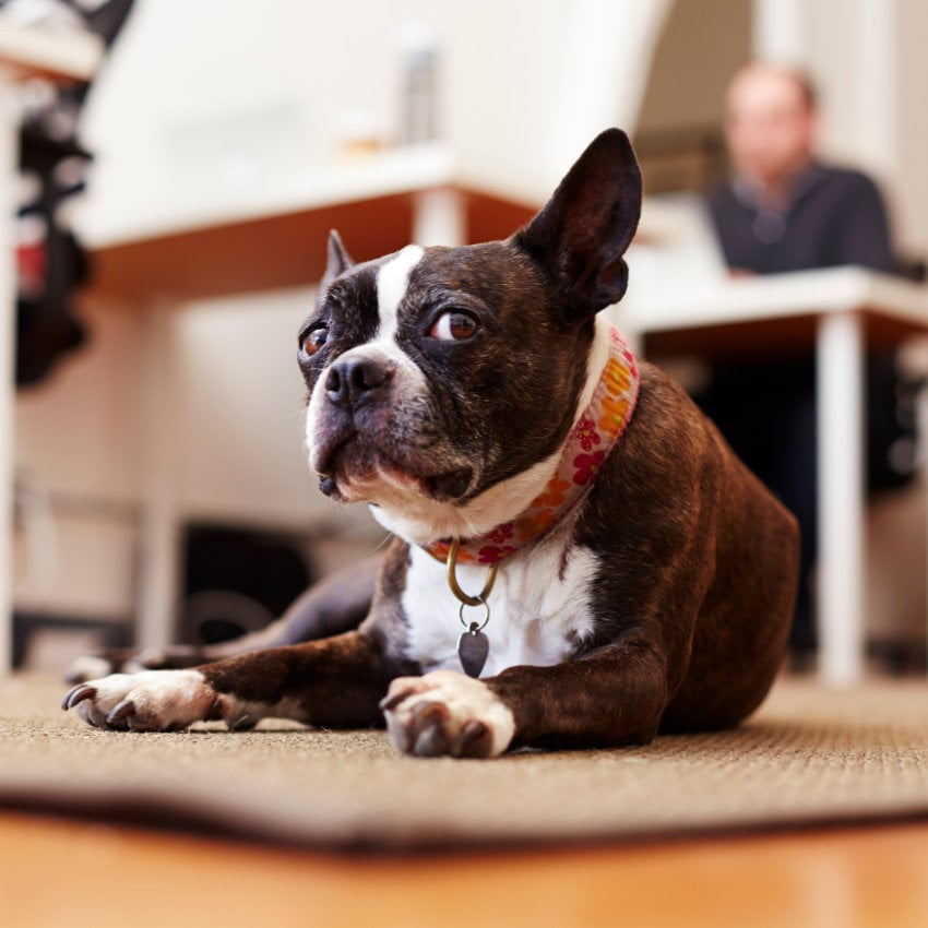 Neugieriger Hund liegt auf einem Teppich in einem Büro 