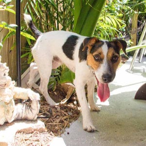 froehlicher-hund_300x300_2024_06 froehlicher-hund_300x300_2024_06