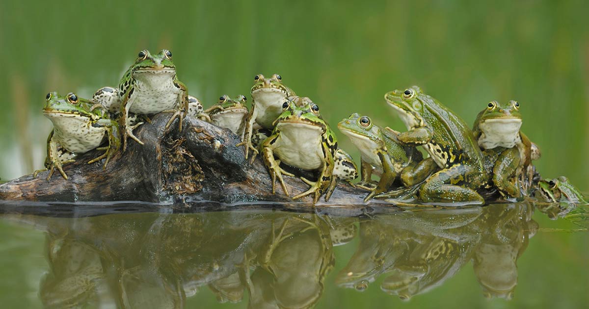 froschteich_1200x630_2021_09
