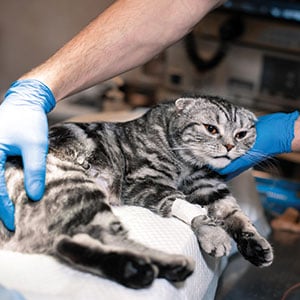 gastritis-katze_300x300_2025_04 gastritis-katze_300x300_2025_04