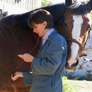 Herzuntersuchung bei einem Pferd
