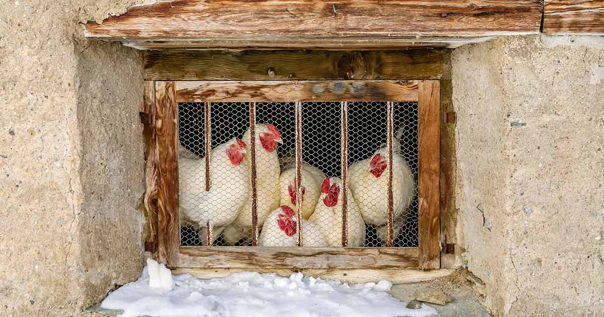 huehnerstall_1200x630_2021_09