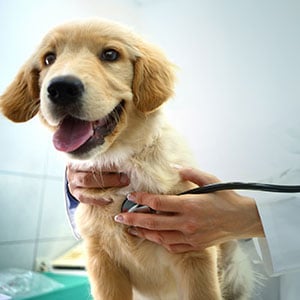 hund-beim-tierarzt_300x300_2025_06