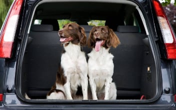 hund-im-auto-transportieren_352x220_2022_08 hund-im-auto-transportieren_352x220_2022_08