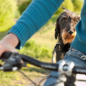 hund-im fahrradkorb_300x300_2023_01 hund-im fahrradkorb_300x300_2023_01