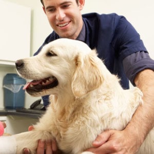 hund-mit-bandagierter-pfote_1250x625_2021_03 hund-mit-bandagierter-pfote_1250x625_2021_03