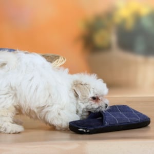 hund-zerbeisst-pantoffel_300x300_2023_01 hund-zerbeisst-pantoffel_300x300_2023_01