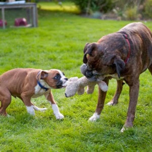 hunde-im-garten_300x300_2024_06 hunde-im-garten_300x300_2024_0