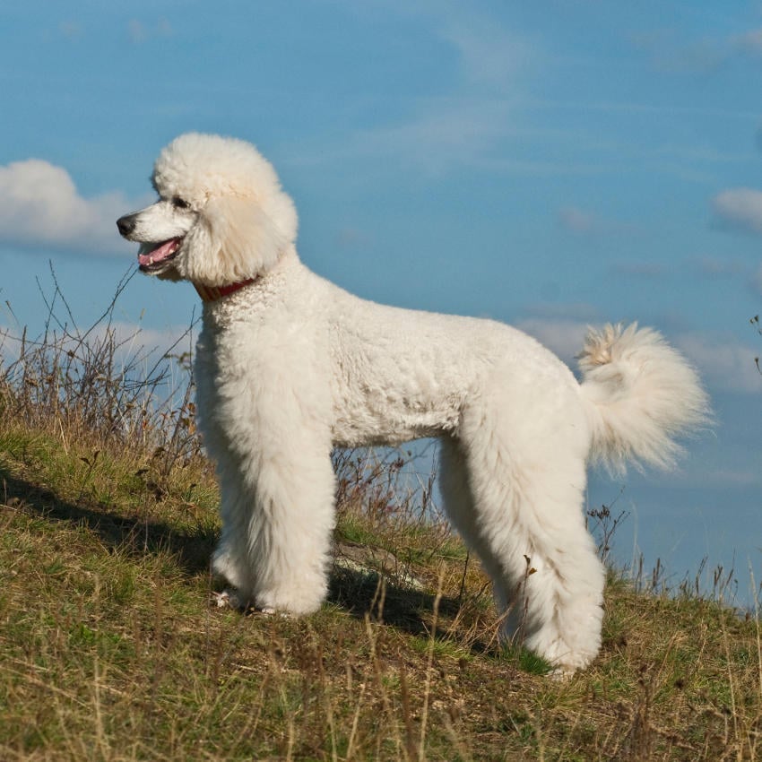 Weißer Königspudel