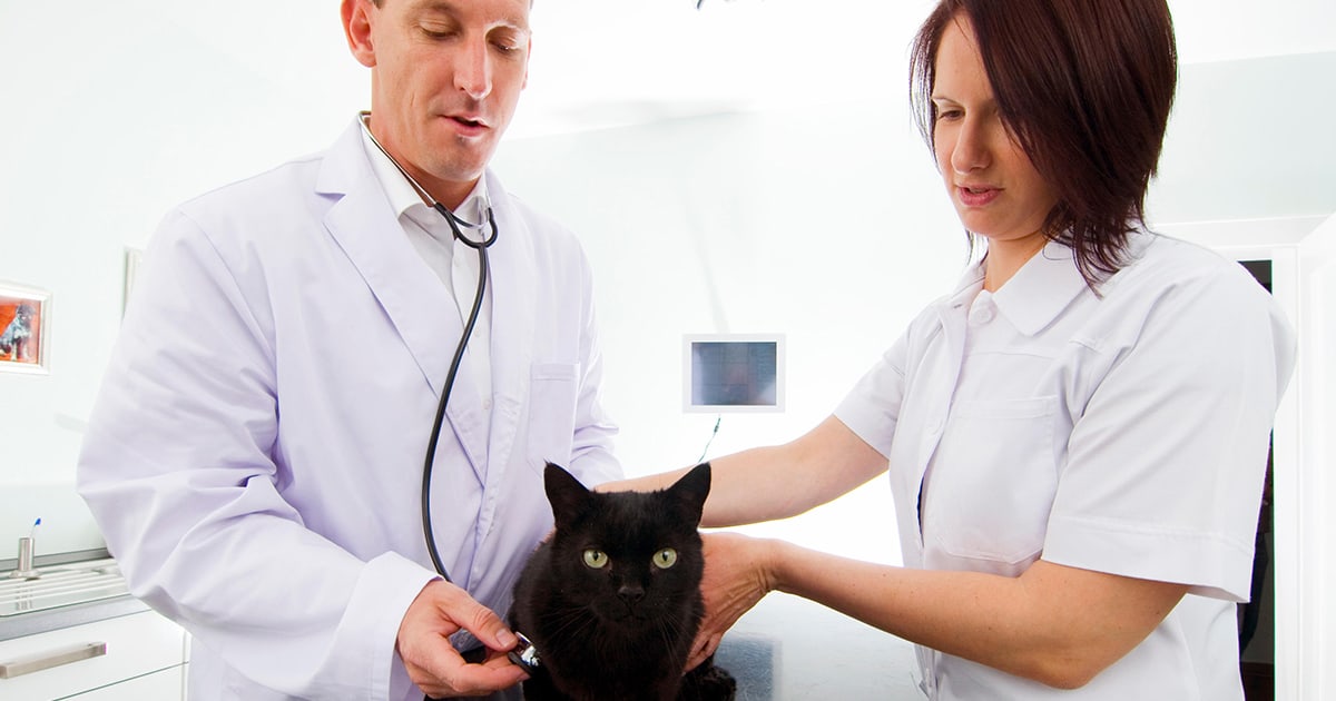 katze-beim-tierarzt_1200x630_2021_07