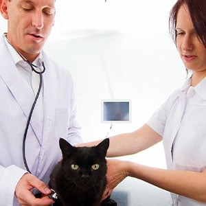 Eine schwarze Katze beim Tierarzt