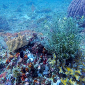 korallenriffe_300x300_2024_01 Korallenriffe