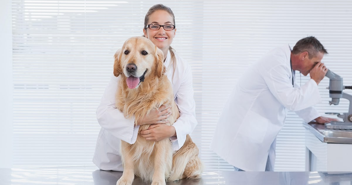 labrador-beim-tierarzt_1200x630_2021_07