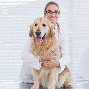 Ein Labrador sitzt beim Tierarzt