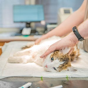 magen-op-katze_300x300_2025_04 magen-op-katze_300x300_2025_04