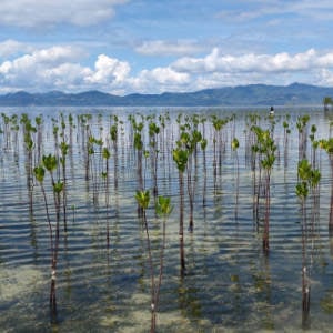 mangroven_300x300_2024_01 Mangrovenwald