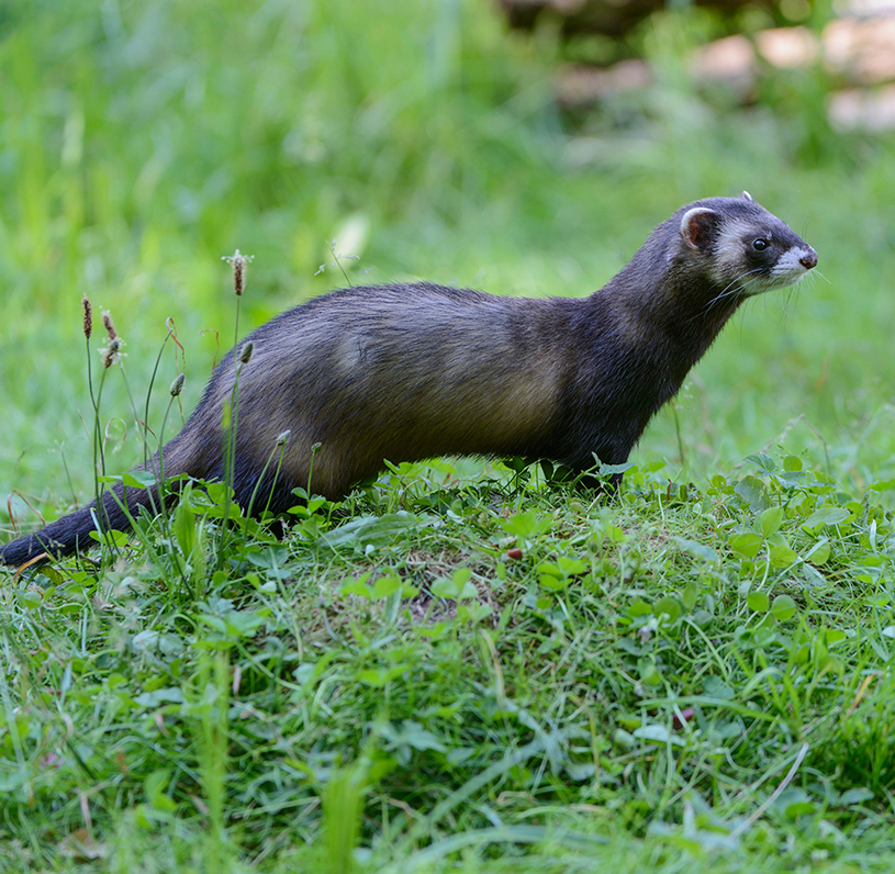 marderschaden_850x850_2021_10 marderschaden_850x850_2021_10