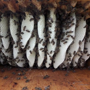Mellifera