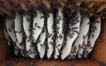 Mellifera