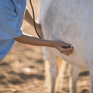 pferd-wird-untersucht_300x300_2025_04
