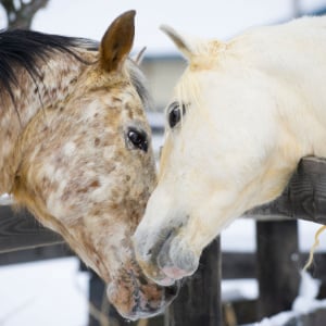pferde-zeigen-zuneigung_300x300_2023_01 pferde-zeigen-zuneigung_300x300_2023_01