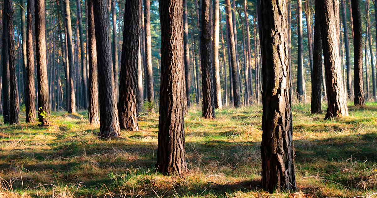 sonniger-wald_1200x630_2021_09