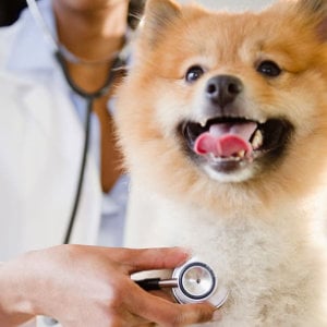 tierarzt-herzkontrolle-hund_1250x625_2021_03 tierarzt-herzkontrolle-hund_1250x625_2021_03