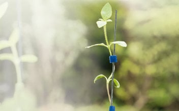 unternehmer-im-fokus_352x220_2023_05 Pflanzensetzling