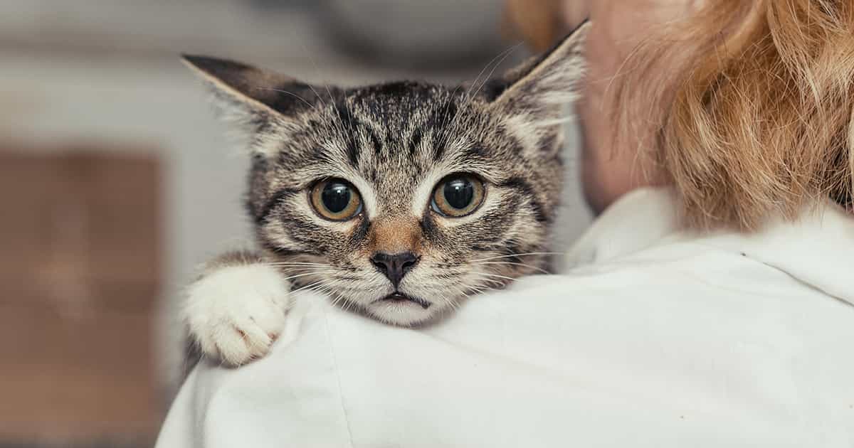 veraengstigte-katze-blick-ueber-schulter-eines-menschen_1200x630_2021_04