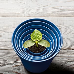 Direktversicherung_300x300-2020-11