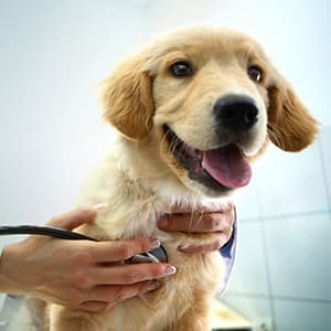 hunde-op-versicherung_300x300_2021_03