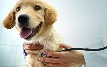 hunde-op_352x220_2021_11 hunde-op_352x220_2021_11