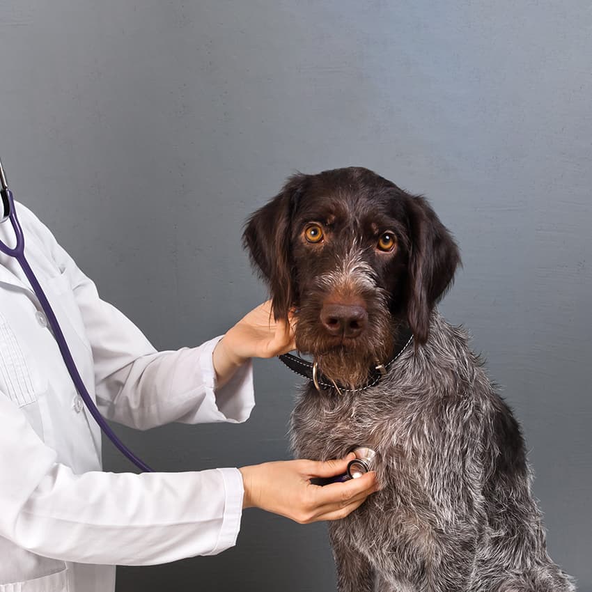 hundekrankenversicherung_850x850_2021_04 hundekrankenversicherung_850x850_2021_04