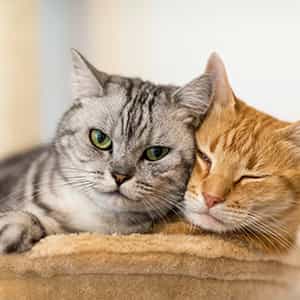 katzenhaftpflicht_300x300_2021_04 katzenhaftpflicht_300x300_2021_04