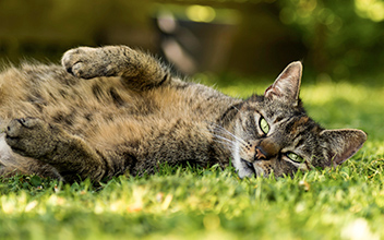 katzenkrankenversicherung_352x220_2021_11 katzenkrankenversicherung_352x220_2021_11