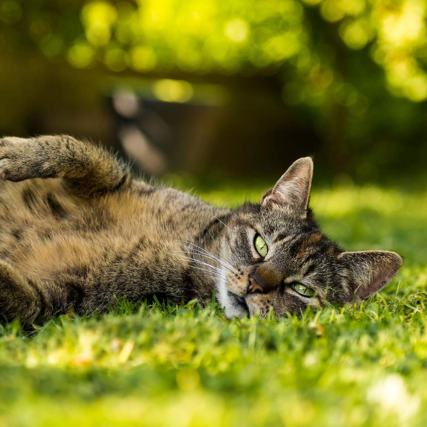 katzenkrankenversicherung_850x850_2021_07 katzenkrankenversicherung_850x850_2021_07