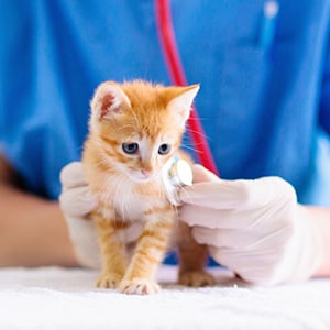 op-versicherung-fuer-katzen_300x300_2021_07 op-versicherung-fuer-katzen_300x300_2021_07