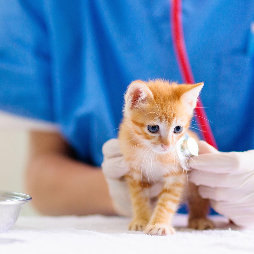 op-versicherung-fuer-katzen_850x850_2021_07 op-versicherung-fuer-katzen_850x850_2021_07