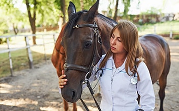 op-versicherung-fuer-pferde_352x220_2021_11 op-versicherung-fuer-pferde_352x220_2021_11