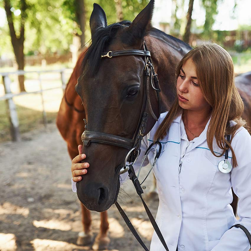 op-versicherung-fuer-pferde_850x850_2021_07