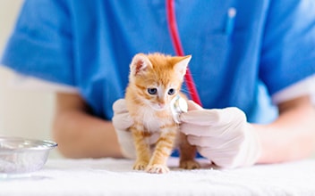 op-versicherung-katze_352x220_2021_11 op-versicherung-katze_352x220_2021_11