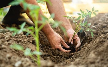 pensionszusage_352x220_2023_05 Mann pflanzt Pflanze ein