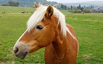 pferdekrankenversicherung_352x220_2021_11 pferdekrankenversicherung_352x220_2021_11
