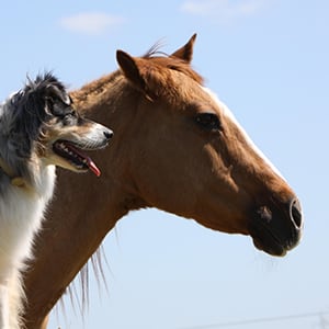 tierhalterhaftpflicht_300x300_2021_05