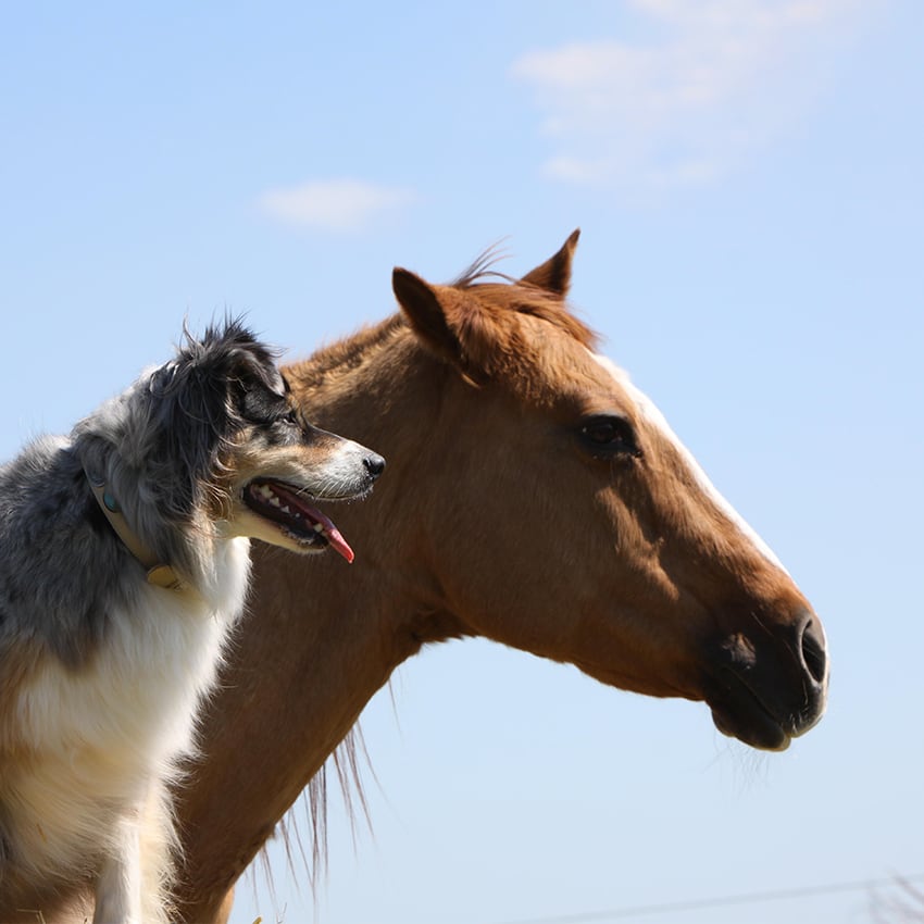 tierhalterhaftpflicht_850x850_2023_09 tierhalterhaftpflicht_850x850_2021_05