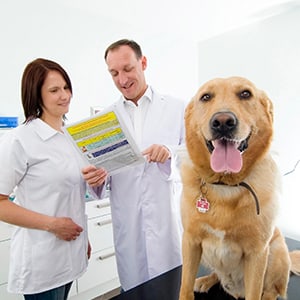 tierkrankenversicherung_300x300_2021_07 tierkrankenversicherung_300x300_2021_07