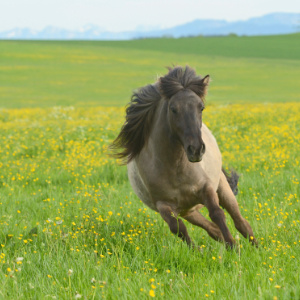 galoppierendes-pferd_300x300_2023_01