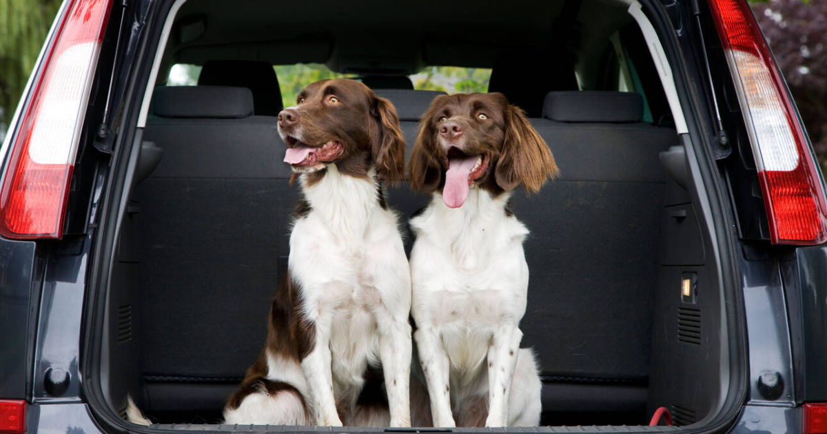 Hunde im E-Auto sicher transportieren: ganz einfach mit Travall