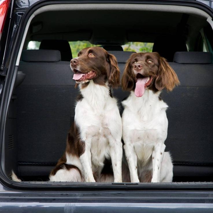 So fährt dein Hund sicher im Auto mit